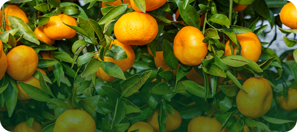 Fruticultura