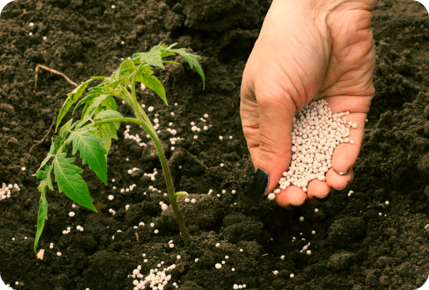 O Futuro da Nutrição Vegetal